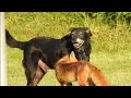 Fox vs Dog. Fox attack Dog.