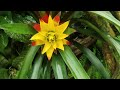 A TROPICAL GARDEN TOUR WITH OVER A THOUSAND TROPICAL PLANTS