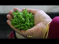 Microgreens 🌿How to grow Alfalfa sprouts☘️ #microgreens #alfalfa #sprouts
