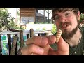 How to Grow Mushrooms on Logs! Growing Oyster Mushrooms