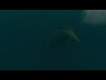 Leviathan - Thalassophobia Animation