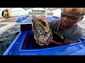 spot na hindi ko malilimutan puno ng mga dambuhalang green grouper 😱