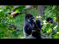 Piano Relaxing Music With Wildlife Animals - Music to stress relief - Detox negative energy