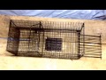 Cage trap review of the bridger raccoon trap