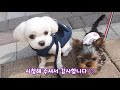  🐶Baby puppy Dasom's first walk practice🐕‍🦺