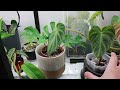 Houseplant Tour Winter 2023 🪴 200+ Rare & Common Plant Collection 🌱 Part 2 - The Office