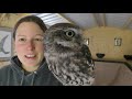 Meet the Birds | Hiccup the Little Owl