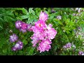 گردشی بین گلهای رز | باغ رز | طبیعت درمانی | طبیعت گردی | در دل طبیعت | لحظاتی در آرامش طبیعت