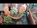 RELAXING REPOT SUCCULENT GARDEN #succulent #repotting #relaxing