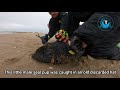13 Baby Seals RESCUED in ONE DAY