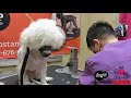 Really Matted Bichon Poodle Saved MUST WATCH