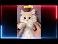 #1 Cute Cat Videos Funny #funnycatvideos #cutestanimals #cutecatvideosfunny