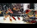 PESCI SHUBUNKIN (Shubunkin Fishes)