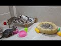 You Laugh You Lose🤣👋Funniest Dogs and Cats 2024😻🐶👋