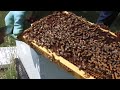 Beekeeping | How Often Should You Inspect Your Hive & More