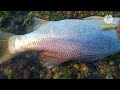 Fish On Kerala Coastal Village!! | നരിമീൻ | കണ്ണിക്കൻ | #fishing #seafishing