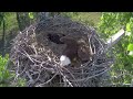 Xcel Energy Fort St. Vrain Bald Eagles : Ma defends nest against raccoon