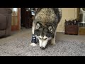 Husky Tries A LEG BRACE For The First Time!