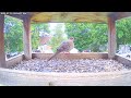 Daily Birdfeeder Highlight Reel (Friday)