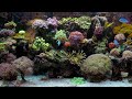 Coral Reef Aquarium - 4K HDR 60 fps - no loop