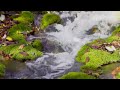Peaceful River Sounds for Deep Sleep and Relaxation | 5 Hours of Soothing Nature Ambience for Focus