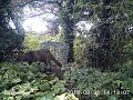 Mama fox removing all the chicken she can reach - from the fox trap!