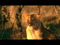 ULTIMATE WILDLIFE (Dolby Vision®) 8K ULTRA HD HDR