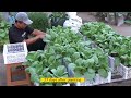 How to grow mustard greens from seed to harvest using only used containers at home