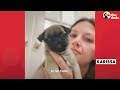 Itty-Bitty Pug Puppy Squeezes Through The Baby Gate | The Dodo