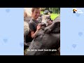 This Rescue Cow Acts Like A 1-Ton Baby | The Dodo Soulmates