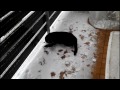 Katzen mögen Schnee