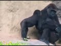 baby gorilla harassment