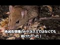 【閲覧注意】SHOCK‼️ネズミさんに一体何が⁈生きる為に危険を冒すネズミ！#nゴン太 #奄美大島 ＃ネズミ