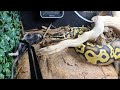 Feeding My 4 Stubborn Ball Pythons! Watch What Happens NEXT!