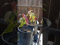 My Mango Trees I started from Seed One year ago..