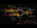 Leading and lagging strands in DNA replication | MCAT | Khan Academy