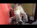 Siamese kitten Hemingway mix dancing kitten so cute
