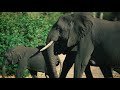 The Poacher Hunters | Newsbeat Documentaries