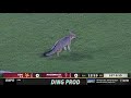 THERE IS A FOX ON THE FIELD