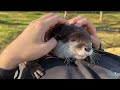 Otter Knows How to Get Treats