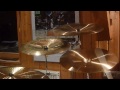 Paiste 2002 China 20