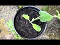 Transferring my plants from indoors to outdoor#Transplant#garden#viral #fpy