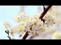 Beautiful Relaxing Music - Stop Overthinking🌺 Soothing Music, Stress Relief Music, Relaxation #104