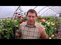Grow Hydrangea from Cuttings: Fast, Easy Method