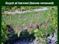 The Guyot Training System - Grape Video #8