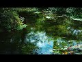 Summer Forest - the sound of spring water and birdsong