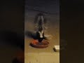 Skunks world wild skunk eating #skunks