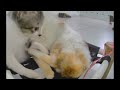 Try Not To Laugh Dogs And Cats 🤣😂 Funny Cats Moments 🤣