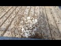 Bee getting pollen from a bucket December 26