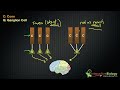 033 The Receptive Field of a Ganglion Cell